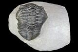 Bargain, Pedinopariops Trilobite - Mrakib, Morocco #137686-2